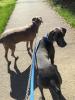 Jax and Hunter on walk